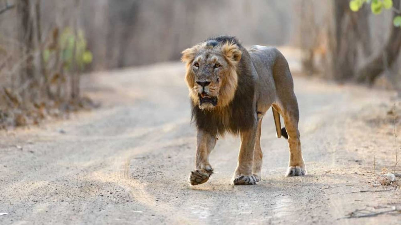 సీతామాత వన్యప్రాణి అభయారణ్యం: రాజస్థాన్ లో ఉన్న ఈ స్థలాన్ని జనవరి 2, 1979న వన్యప్రాణుల అభయారణ్యంగా ప్రకటించారు. ఒకప్పుడు రాజస్థాన్‌లో కనిపించే ఆసియా సింహం, పులి వంటి అనేక జంతువులు ఇక్కడ ఉండేవి. ఇప్పుడు వీటిని గుజరాత్ నుంచి తరలించి పెంచే ప్రయత్నం చేస్తున్నారు. 