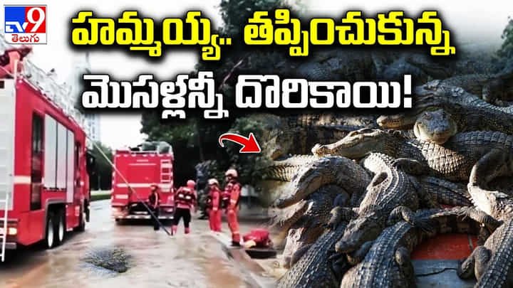 Crocodiles: హమ్మయ్య.. తప్పించుకున్న మొసళ్లన్నీ దొరికాయి..! 70 మొసళ్ళు ఒక్కసారిగా తప్పించుకున్నాయి. Crocodiles: హమ్మయ్య.. తప్పించుకున్న మొసళ్లన్నీ దొరికాయి..! 70 మొసళ్ళు ఒక్కసారిగా తప్పించుకున్నాయి.