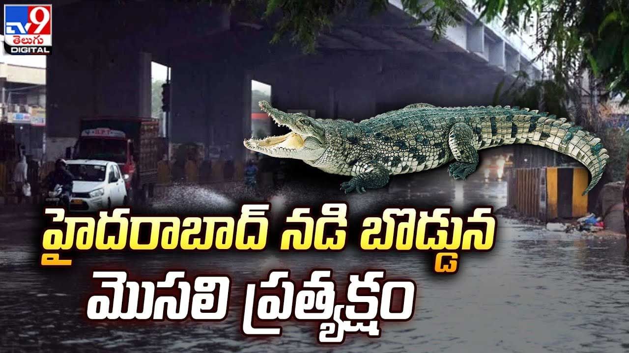 Crocodile: హైదరాబాద్ నడి బొడ్డున మొసలి ప్రత్యక్షం.. భయంతో పరుగులు తీసిన జనం.