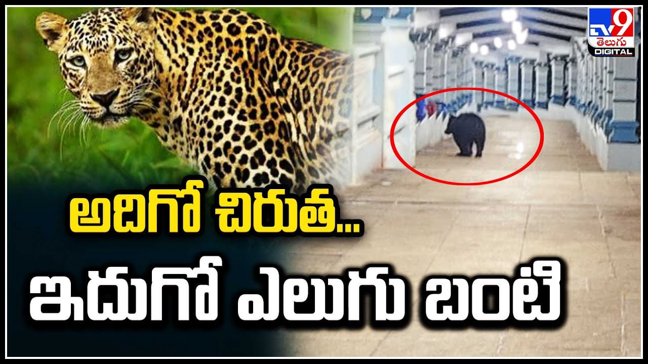 Bear in TTD: అదిగో చిరుత.. ఇదుగో ఎలుగు బంటి..! నడకమార్గంలో ఎలుగుబంటి.