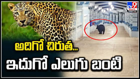 అదిగో చిరుత.. ఇదుగో ఎలుగు బంటి..! అదిగో చిరుత.. ఇదుగో ఎలుగు బంటి..!