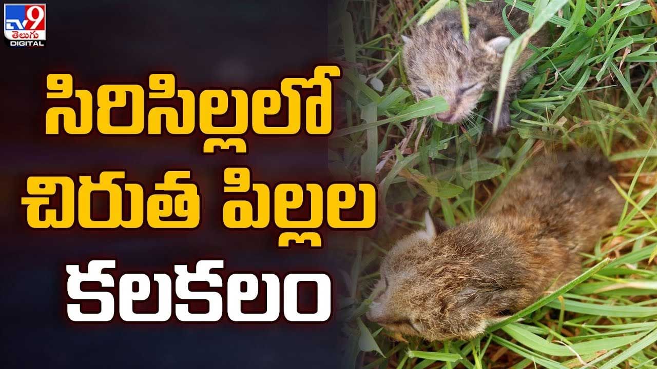 Cheetah: సిరిసిల్ల జిల్లాలో అటవీప్రాంతంలో రెండు పిల్లలకు జన్మనిచ్చిన చిరుత..