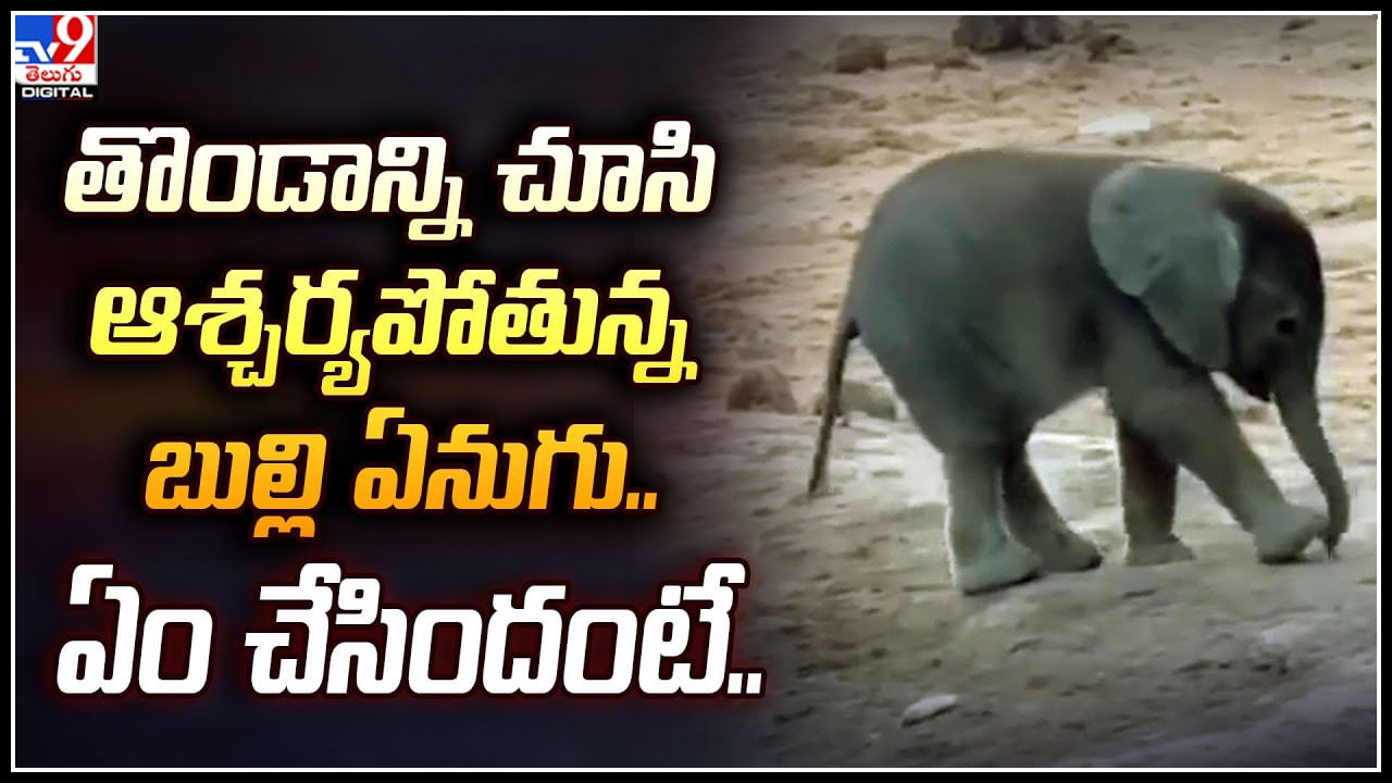 Baby Elephant: తొండాన్ని చూసి ఆశ్చర్యపోతున్న బుల్లి ఏనుగు.. 😂 ఏం చేసిందంటే..?