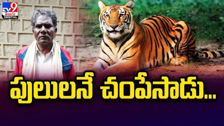 Chennai: ఆవును తినేసిందన్న కోపంతో పులులనే చంపేసాడు.. ఎలా అంటే..? Chennai: ఆవును తినేసిందన్న కోపంతో పులులనే చంపేసాడు.. ఎలా అంటే..?