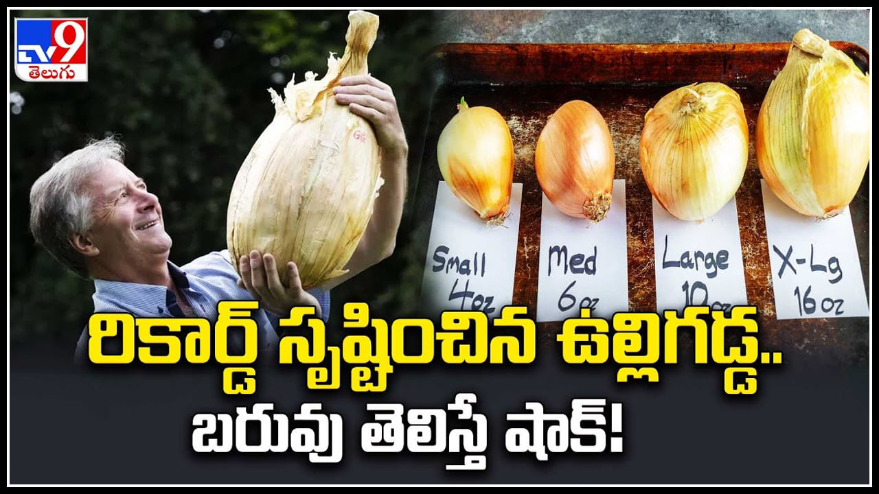 Onion Record: రికార్డ్ సృష్టించిన ఉల్లిగడ్డ.. బరువు తెలిస్తే షాక్.! వీడియో వైరల్..