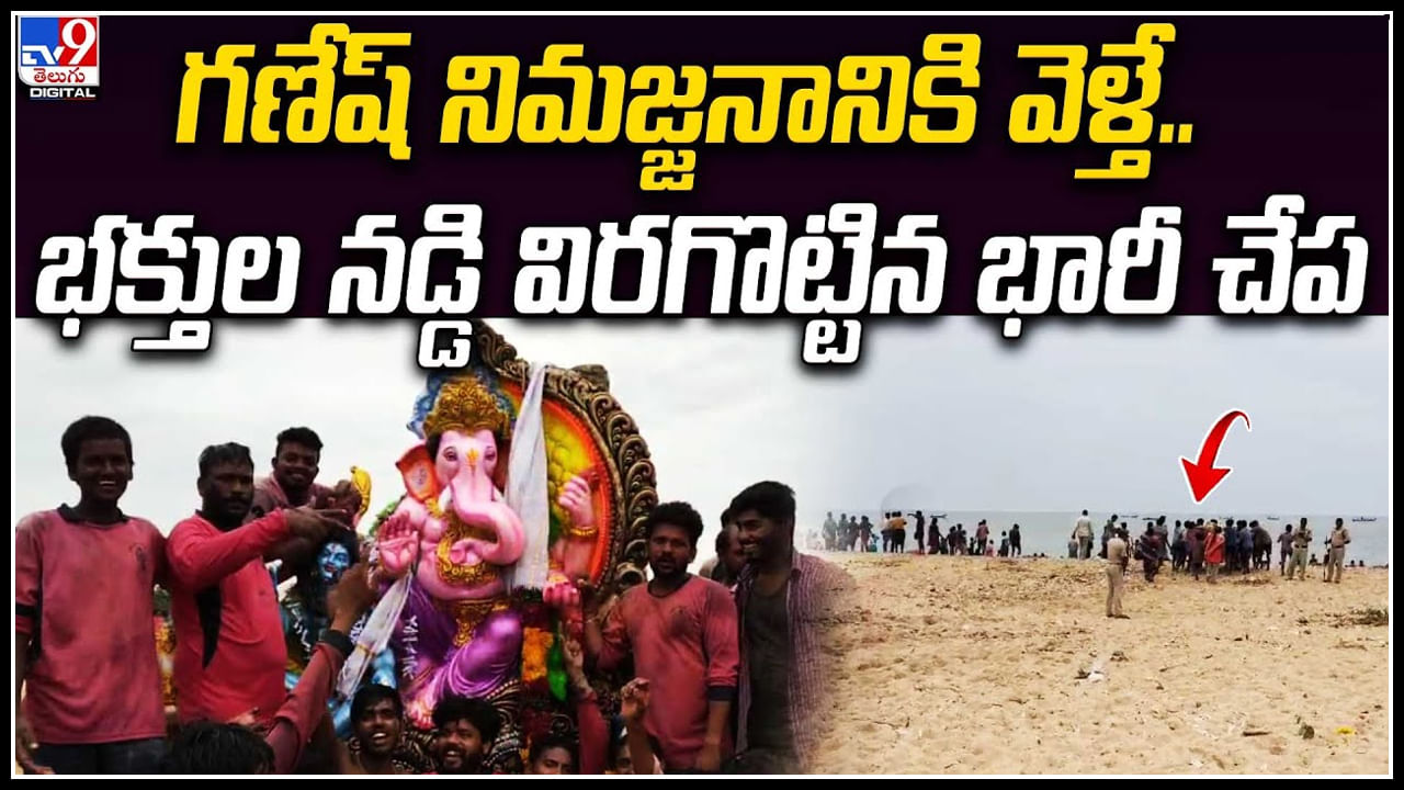 Viral: గణేష్ నిమజ్జనానికి వెళ్తే.. భక్తుల నడి విరగొట్టిన భారీ చేప..! వీడియో వైరల్.