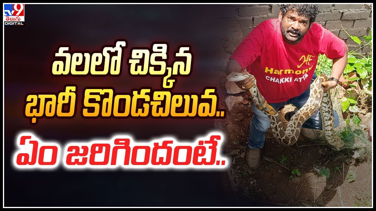 Huge Python: చేపల వలలో చిక్కుకున్న భారీ కొండచిలువ.. వామ్మో ఎంత పెద్ద పామో..