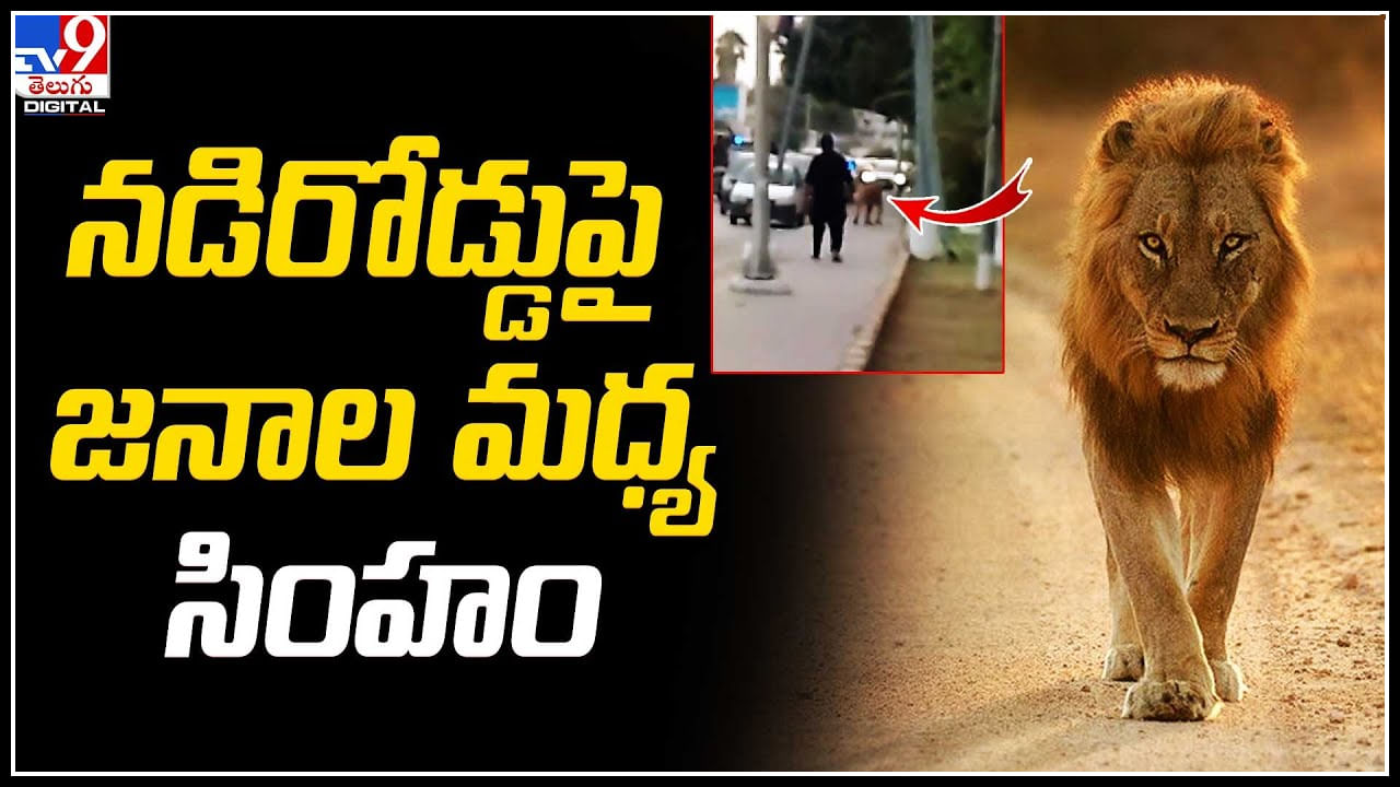 Lion On Road: నడిరోడ్డుపై జనాల మధ్య వీధుల్లో దర్జాగా తిరుగుతున్న సింహం.. వీడియో వైరల్.