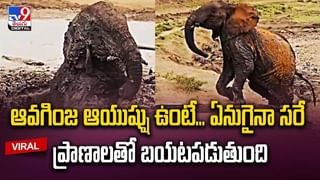 Padma Pulasa Fishes: పద్మా పులస వచ్చేస్తోంది.. దుర్గా నవరాత్రులకు స్పెషల్‌ గిఫ్ట్.. వీడియో