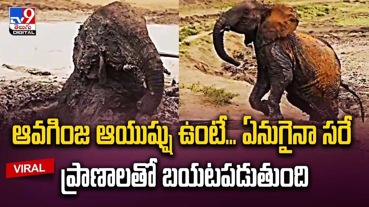 Elephant: బురదగుంటలో కూరుకుపోయిన గున్నఏనుగు.. బయటపడలేక పాపం.. వీడియో.