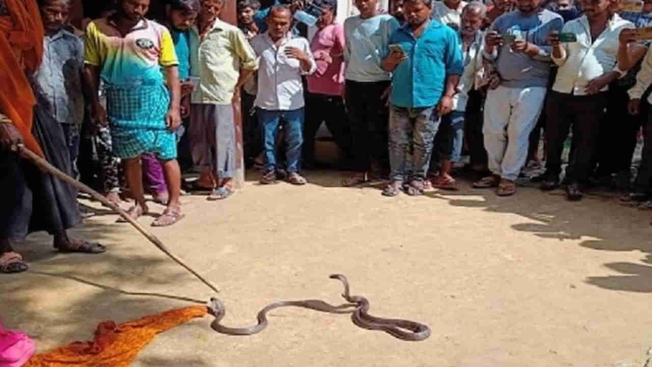 Snakes Revenge: పాములు పగబడతాయా..! నిద్రిస్తున్న అన్నదమ్ములను కాటేసి చంపిన జంట పాములు.. తండ్రిపై దాడికి యత్నం..