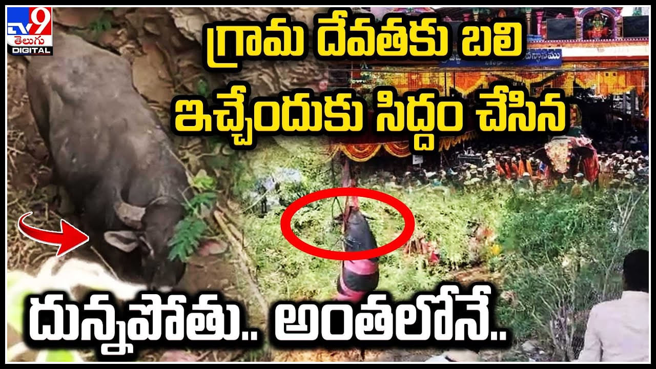 Viral: గ్రామ దేవతకు బలి ఇచ్చేందుకు సిద్దం చేసిన దున్నపోతు.. అంతలోనే మాయం.