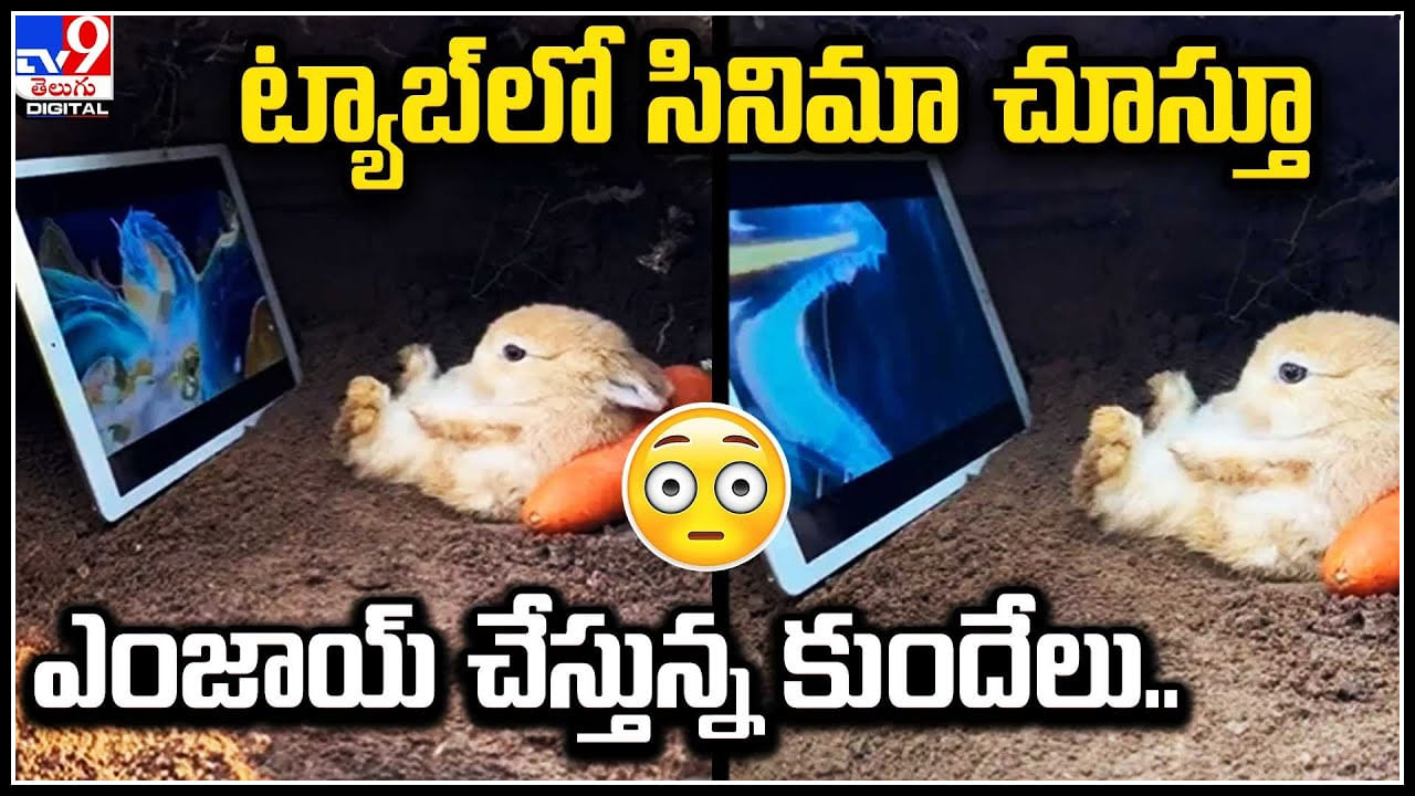 Rabbit Cute Video: ట్యాబ్‌లో సినిమా చూస్తూ ఎంజాయ్ చేస్తున్న కుందేలు.. వీడియో.