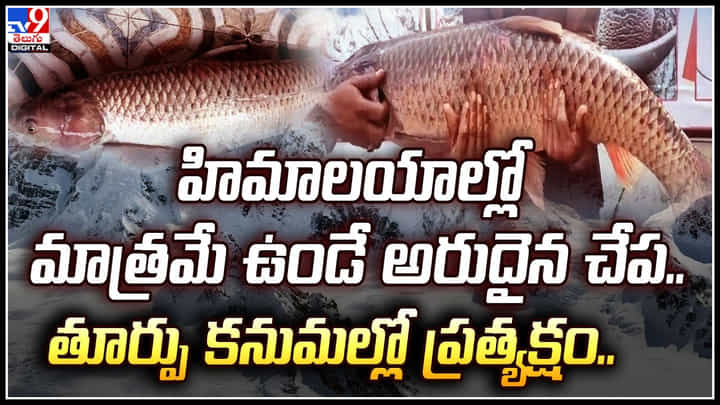 Rare Fish: హిమాలయాల్లో మాత్రమే ఉండే అరుదైన చేప.. తూర్పు కనుమల్లో ప్రత్యక్షం. Rare Fish: హిమాలయాల్లో మాత్రమే ఉండే అరుదైన చేప.. తూర్పు కనుమల్లో ప్రత్యక్షం.