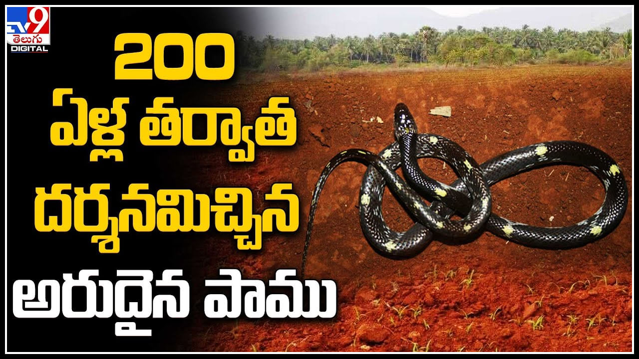 Rare Snake: 200 ఏళ్ల తర్వాత దర్శనమిచ్చిన అరుదైన పాము.. వీడియో.