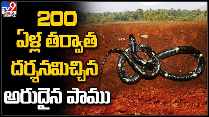 Rare Snake: 200 ఏళ్ల తర్వాత దర్శనమిచ్చిన అరుదైన పాము.. వీడియో. Rare Snake: 200 ఏళ్ల తర్వాత దర్శనమిచ్చిన అరుదైన పాము.. వీడియో.