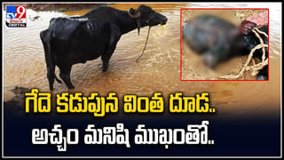 Bear Viral: పుణ్యక్షేత్రాలు దర్శిస్తున్న ఎలుగుబంటి.. సీసీ కెమెరాల్లో రికార్డయిన దృశ్యాలు.