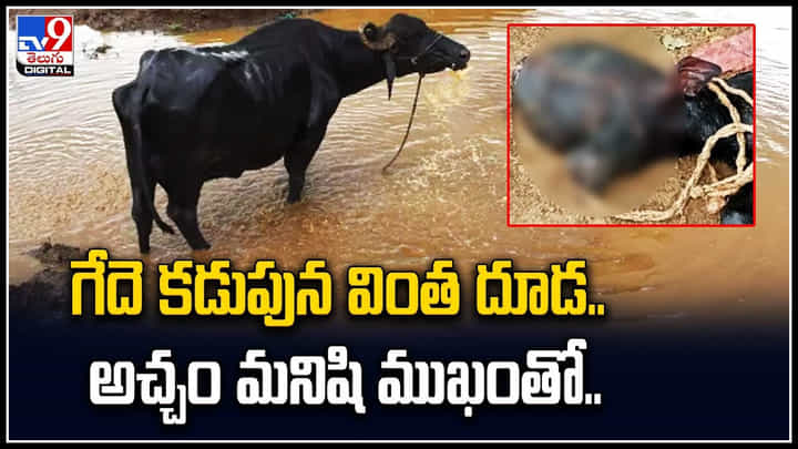 Strange Calf: గేదె కడుపున అచ్చం మనిషి ముఖంతో వింత దూడ జననం.. వీడియో వైరల్. Strange Calf: గేదె కడుపున అచ్చం మనిషి ముఖంతో వింత దూడ జననం.. వీడియో వైరల్.