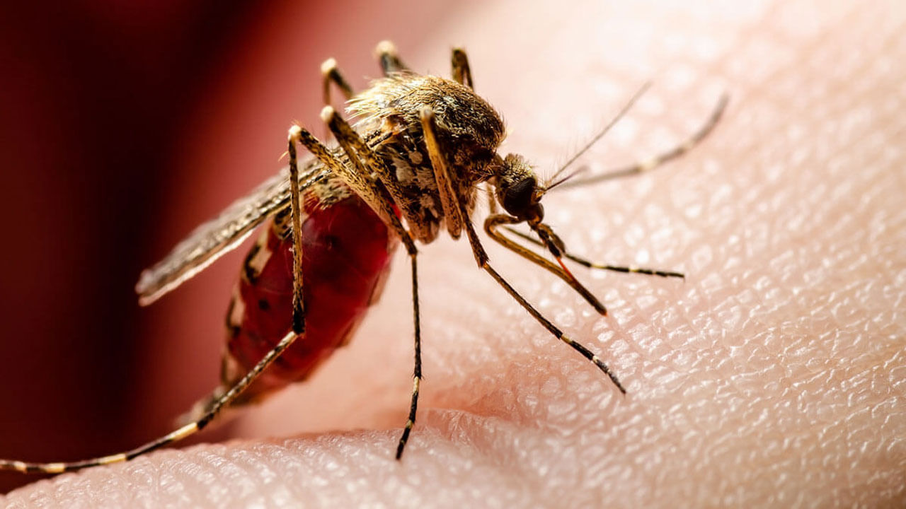 Dengue Mosquito: డెంగ్యూ దోమలు ఎలా గుర్తించాలో తెలుసా? ఈ సమయాల్లో మాత్రమే అవి..