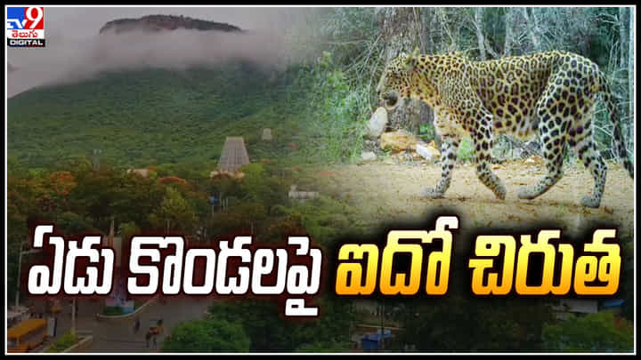 Tirumala: ఏడు కొండలపై ఐదో చిరుత.. అలిపిరి నడకదారిలో మరో చిరుత సంచారం. Tirumala: ఏడు కొండలపై ఐదో చిరుత.. అలిపిరి నడకదారిలో మరో చిరుత సంచారం.
