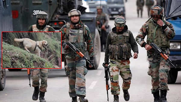 Army Dog: సైనికుడిని రక్షించేందుకు ప్రాణాలు త్యాగం చేసిన ఆర్మీ డాగ్.. వీర మరణం పొందిన శునకం