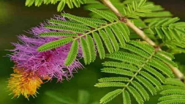 Astro Tips of Shami: శమీ ఆకులు, పువ్వులతో శివయ్యను ఈ విధంగా పూజించండి.. జంగమయ్య అనుగ్రహం మీ సొంతం..