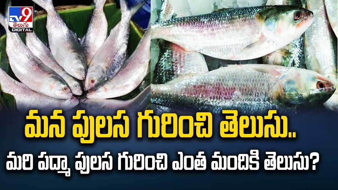 Padma Pulasa Fishes: పద్మా పులస వచ్చేస్తోంది.. దుర్గా నవరాత్రులకు స్పెషల్‌ గిఫ్ట్.. వీడియో