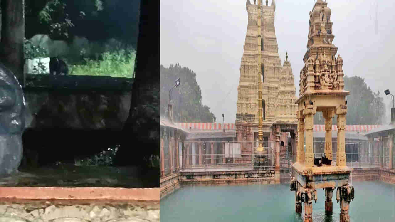Mahanandi Temple: మహానంది క్షేత్రంలో ఎలుగుబంటి హల్‌చల్‌.. తీవ్ర భయాందోళనలో భక్తులు, స్థానికులు
