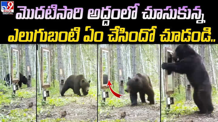 మొదటిసారి అద్దంలో చూసుకున్న ఎలుగుబంటి ఏం చేసిందో చూడండి.. మొదటిసారి అద్దంలో చూసుకున్న ఎలుగుబంటి ఏం చేసిందో చూడండి..