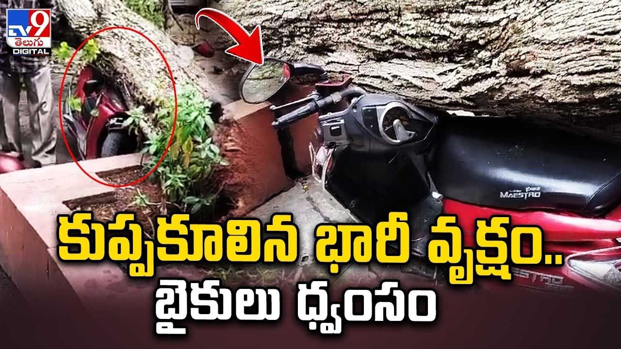 Viral: కుప్పకూలిన భారీ వృక్షం.. చెట్టు కింద పార్క్ చేసిన రెండు ద్విచక్ర వాహనాలు ధ్వసం.