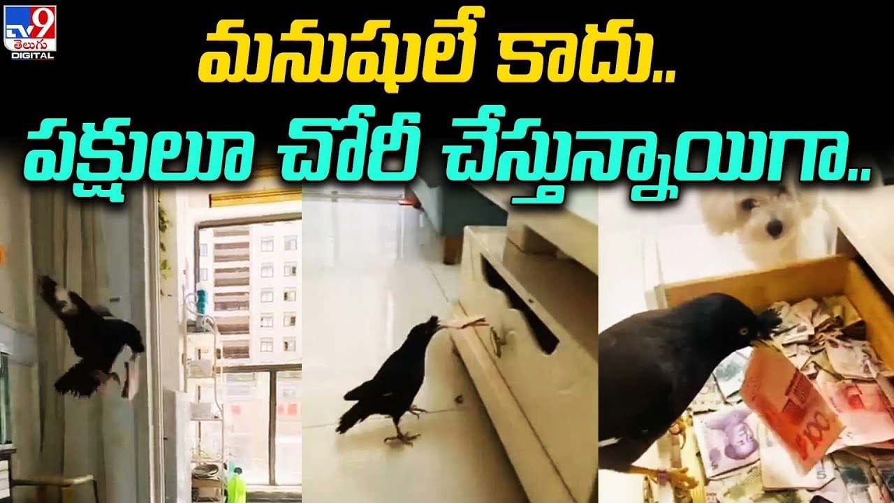 Viral Video: మనుషులే కాదు.. పక్షులూ చోరీ చేస్తున్నాయిగా.. నెట్టింట వీడియో వైరల్