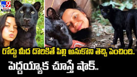 రోడ్డు మీద దొరికితే పిల్లి అనుకొని తెచ్చి పెంచింది.. రోడ్డు మీద దొరికితే పిల్లి అనుకొని తెచ్చి పెంచింది..