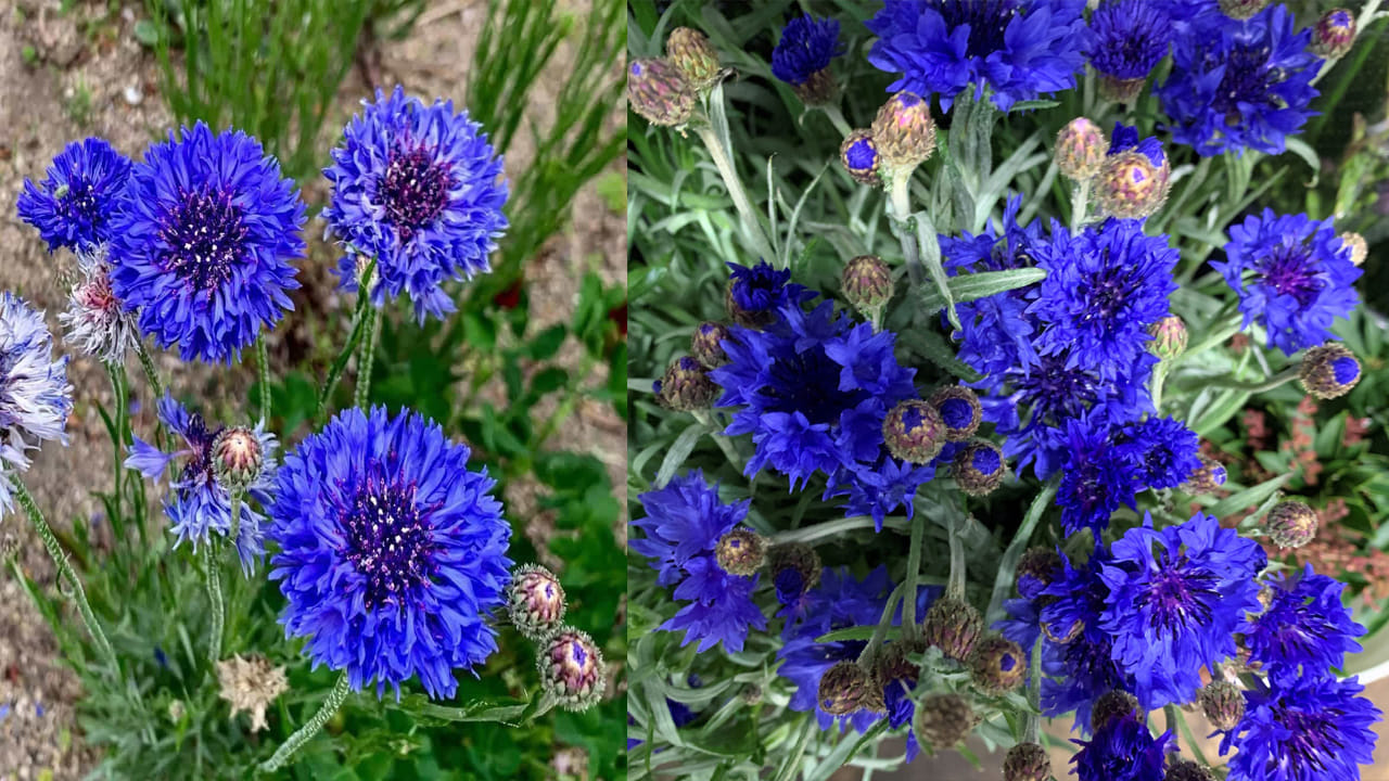 Bluecon Flowers: వర్షం తక్కువగా ఉన్న ప్రాంతాల్లో ఈ జర్మనీ పువ్వు సాగుని ట్రై చేయండి.. మార్కెట్ లో కిలో. 2000