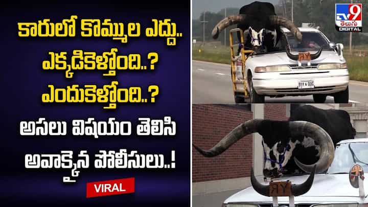 కారులో కొమ్ముల ఎద్దు.. ఎక్కడికెళ్తోంది ?? అసలు విషయం తెలిసి అవాక్కైన పోలీసులు !! కారులో కొమ్ముల ఎద్దు.. ఎక్కడికెళ్తోంది ?? అసలు విషయం తెలిసి అవాక్కైన పోలీసులు !!