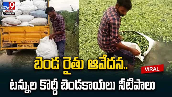 బెండ రైతు ఆవేదన.. టన్నుల కొద్దీ బెండకాయలు నీటిపాలు.. బెండ రైతు ఆవేదన.. టన్నుల కొద్దీ బెండకాయలు నీటిపాలు..