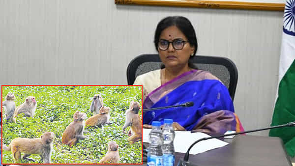 Telangana: కోతుల బెడద నివారణకు ఉన్నతాధికారులతో సీఎస్ శాంతికుమారి సమీక్ష.. హైకోర్టు ఆదేశాలకు అనుగుణంగా..