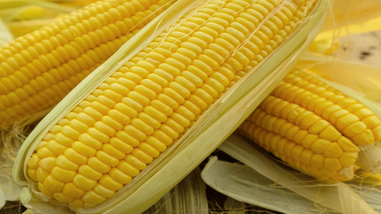Corn Benefits: మొక్కజొన్న కండిలను ఇలా తింటే.. అద్భుతమైన ప్రయోజనాలు మీ సొంతం!!