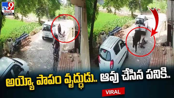 అయ్యో పాపం వృద్ధుడు.. ఆవు చేసిన పనికి అయ్యో పాపం వృద్ధుడు.. ఆవు చేసిన పనికి