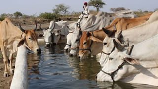 Nijjar killing: నిజ్జర్ హత్య వెనుక ఉంది వాళ్లేనా..? కీలక విషయాలు బయటపెట్టిన నిఘా వర్గాలు