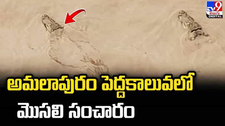 అమలాపురం వినాయక నిమజ్జనం చేస్తున్న యువకుల కటపడిన మొసలి !! చివరికి ?? అమలాపురం వినాయక నిమజ్జనం చేస్తున్న యువకుల కటపడిన మొసలి !! చివరికి ??