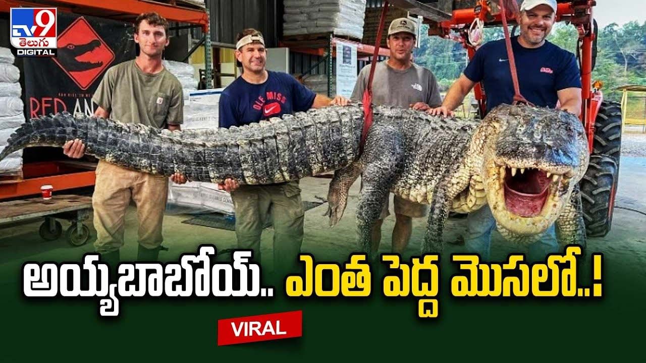 అయ్యబాబోయ్.. ఎంత పెద్ద మొసలో !! 14 అడుగుల పొడవు, 364 కేజీల బరువు అయ్యబాబోయ్.. ఎంత పెద్ద మొసలో !! 14 అడుగుల పొడవు, 364 కేజీల బరువు