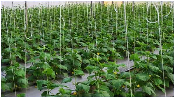 Agricultural Success Story: ప్రభుత్వ ఉద్యోగం వదిలేసి వ్యవసాయం చేస్తూ.. దోస సాగుతో అధిక ఆదాయం