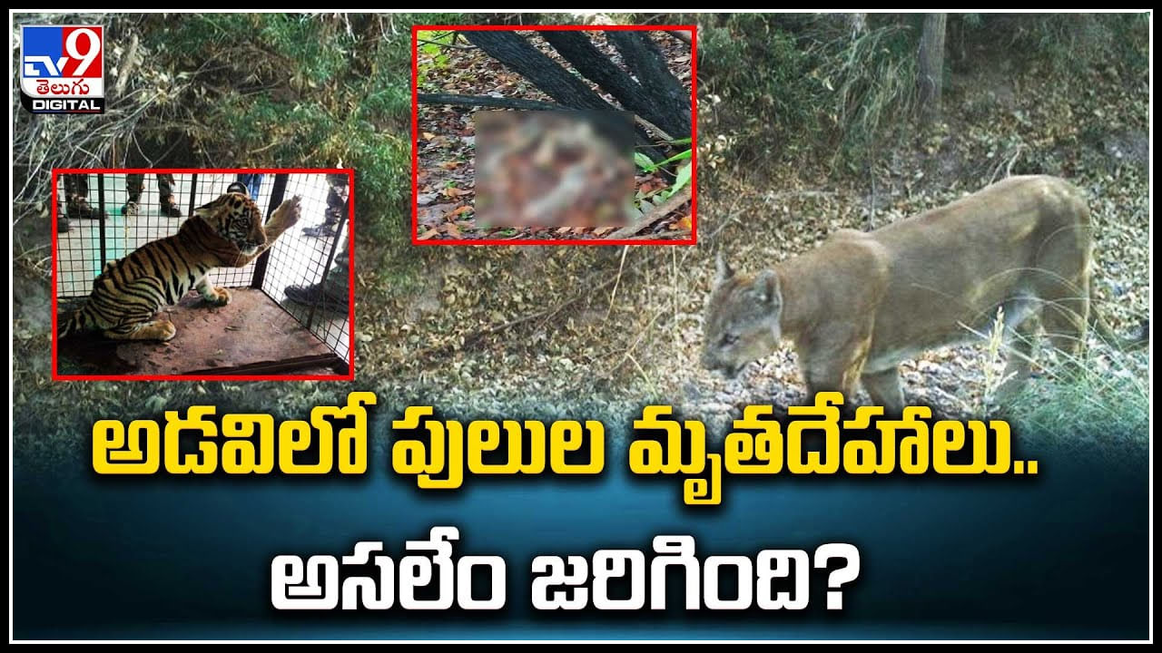 Tigers Carcasses: అడవిలో పులుల మృతదేహాలు.. అసలేం జరిగింది.?