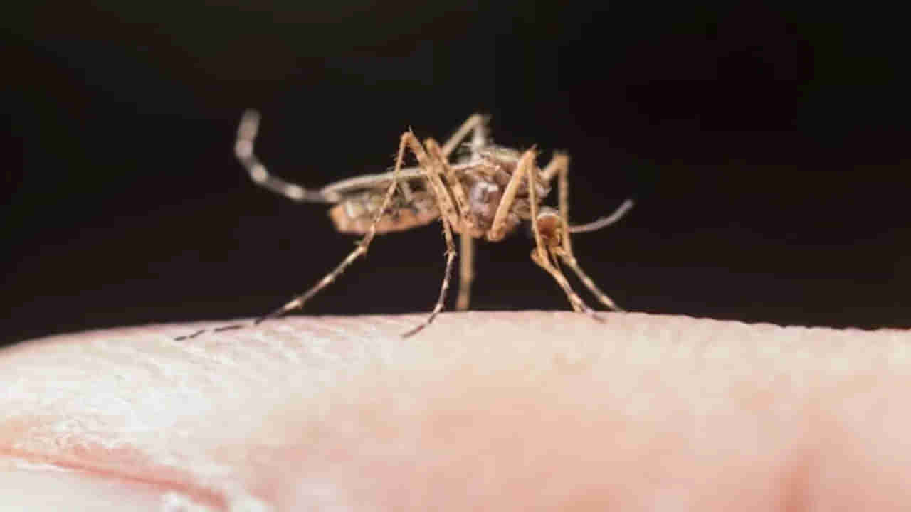 Dengue: మీ పిల్లల్లో ఈ లక్షణాలు కనిపిస్తే వెంటనే అలర్ట్ అవ్వండి.. అది డెంగ్యూ లక్షణాలు కావొచ్చు..