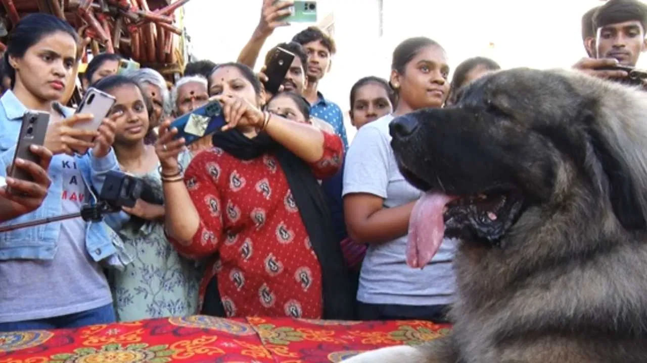 అలాంటి ప్రత్యేక కుక్క చిక్కబల్లాఫురాలో గణపతి మండపం దగ్గర సందడి చేసింది. అక్కడ ప్రజలు కుక్కను చూడటానికి, దానితో సెల్ఫీలు తీసుకోవడానికి ఎగబడ్డారు. 