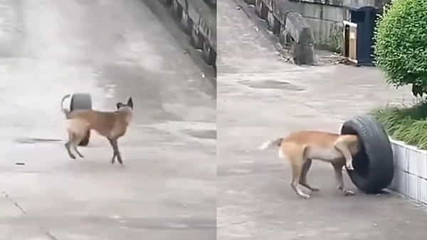 Viral Video: మీరే కాదు.. మేమూ ఆడగలం టైర్ ఆట..! తగ్గేదేలే అంటున్న వీధి కుక్క.. వీడియో చూస్తే వావ్ అనాల్సిందే..