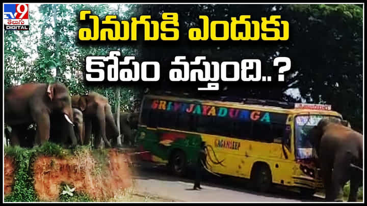 Elephant Attacks: ఏనుగుకి ఎందుకు కోపం వస్తుంది..? భార్య ఏనుగుకు దూరం అయితే ఆ మాత్రం ఉంటది... Elephant Attacks: ఏనుగుకి ఎందుకు కోపం వస్తుంది..? భార్య ఏనుగుకు దూరం అయితే ఆ మాత్రం ఉంటది...