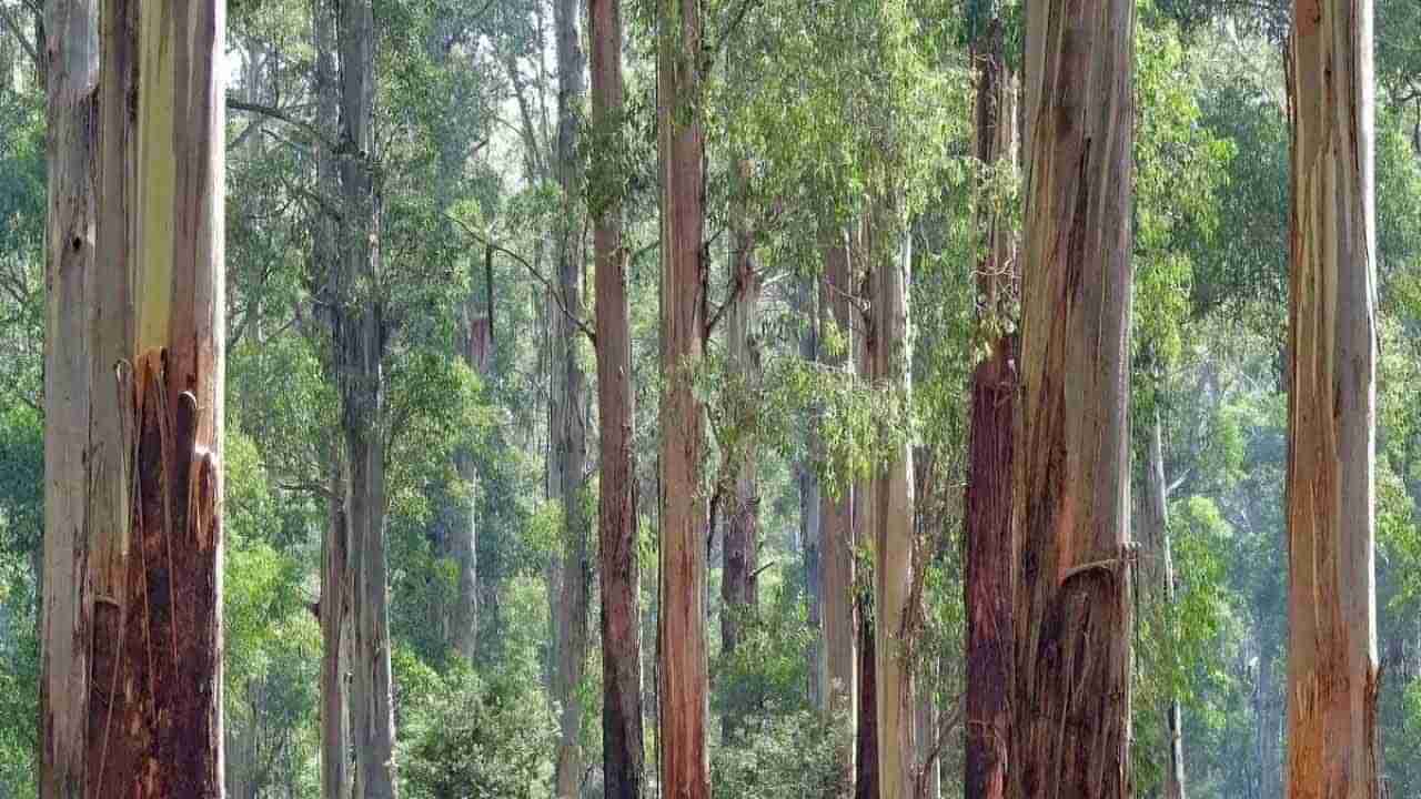 Eucalyptus: ఎకరం భూమిలో ఈ చెట్లను సాగు చేయండి..  రూ.12 లక్షల ఆదాయం పొందండి