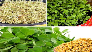 Pumpkin Seeds: గుమ్మడి గింజలు తినడం వల్ల ఇన్ని అద్భుతమైన ప్రయోజనాలున్నాయా? తెలిస్తే..