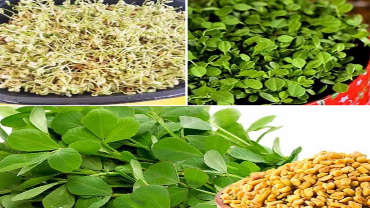 Fenugreek Seeds